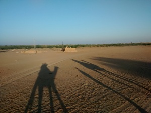 camels desert