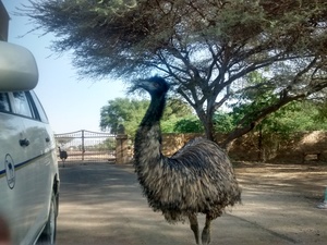 car emu